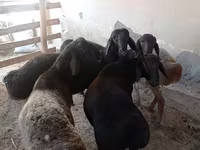 ვერძი, ცხვრები — ფოტო 2