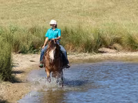 公马, Gypsy horse — 照片 5