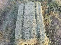 КУПЛЮ Сено в тюках клевер 3 укос по сокулукскому району с доставкой — photo 1