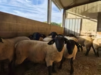 ვერძი, White Suffolk sheep — ფოტო 2
