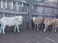 Widder, Katum sheep — Foto 1