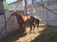 Hengst, Arabian horse — Foto 1