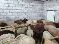 ცხვარი, ცხვრები — ფოტო 8