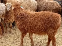 كبش, Edilbay sheep — الصورة 1