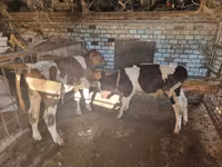 Bull, Cattle — photo 2