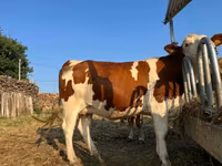 Vaca, Montbéliarde — foto 3
