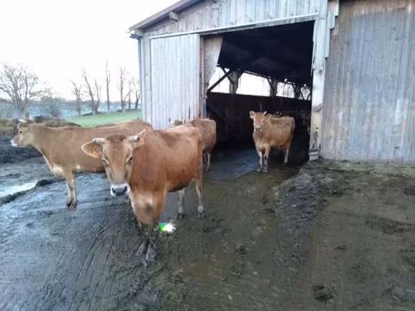 Vaca, Raza Jersey