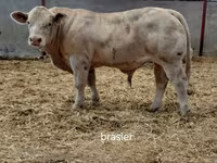 ხარი, Charolais cattle — ფოტო 1