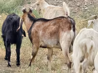 თხა, Nubian Goat — ფოტო 2
