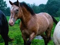 Caballo, Palomino — foto 7