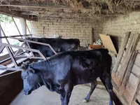 गाय, मवेशी — फ़ोटो 7