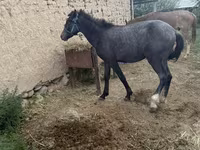 Caballo, Friesian sport horse — foto 3