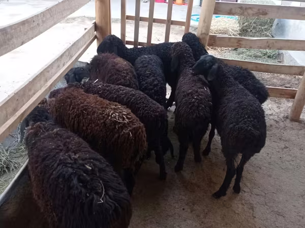 ცხვარი, Tajik sheep