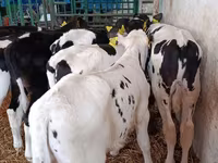 सांड, गोलस्टीन नस्ल — फ़ोटो 7