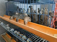 King Quail — photo 2