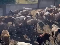 ცხვარი, Kuibyshev sheep — ფოტო 3