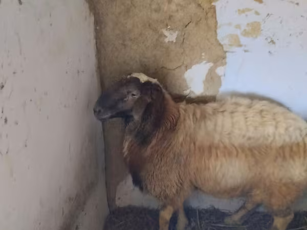 Ram, Sheep