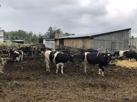 Vaca, Raza Holstein — foto 7