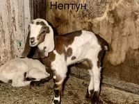 बकरा, Kamori goats — फ़ोटो 1