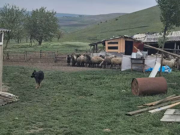 ვერძი, ცხვრები