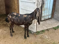 बकरी, Kamori goats — फ़ोटो 2
