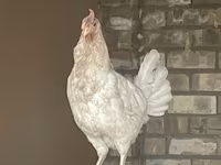 Leghorn — Foto 3