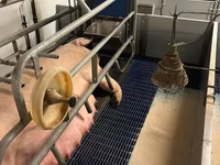 ნეზვი, ღორები — ფოტო 2