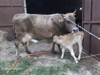 सांड, मवेशी — फ़ोटो 1