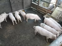 Eber, Schweine — Foto 3