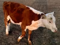 ხარი, Swiss cattle — ფოტო 6