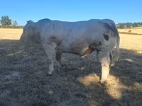 Toro, Raza de vaca — foto 3