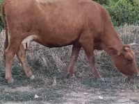 Bull, Cattle — photo 1