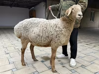 भेड़, Arashan sheep — फ़ोटो 5