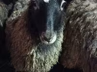 Oveja, Romanov sheep — foto 1