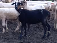 Sheep, Tsigai sheep — photo 4