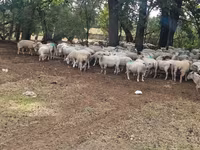 Sheep, Baerchuke sheep — photo 4