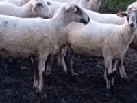 Sheep, Tsigai sheep — photo 1