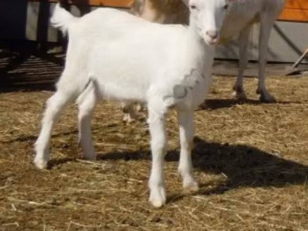 თხა, Saanen goat — რუსეთი