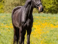 Caballo, Caballos — foto 1