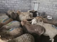 Овца, Тянь-шань полутонкорунная овца — фото 5