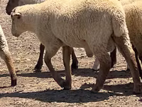 मेढ़ा, Hampshire sheep — फ़ोटो 2