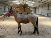 فرس, Rocky Mountain Horse — الصورة 7