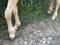 Caballo, Palomino — foto 6
