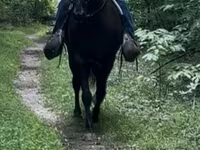 Caballo, French Trotter — foto 6