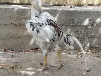 Chickens — ფოტო 3
