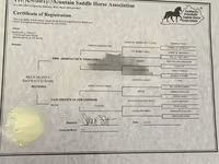 فرس, Rocky Mountain Horse — الصورة 5