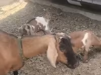 母山羊, Czech Brown Shorthaired goats — 照片 3