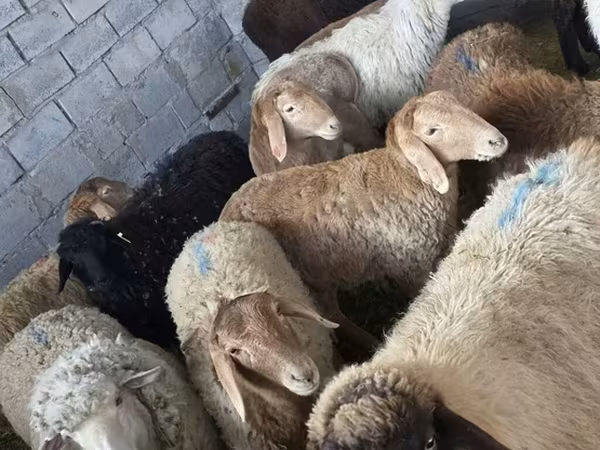 Oveja, Ovejas