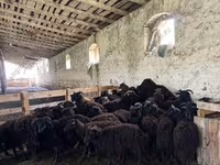 كبش, Dorset horn sheep — الصورة 6