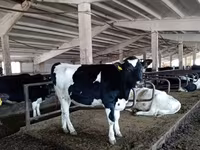 गाय, गोलस्टीन नस्ल — फ़ोटो 7